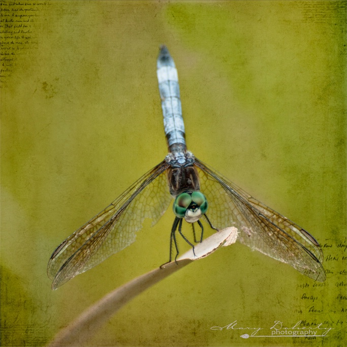 dragonfly...striking a pose