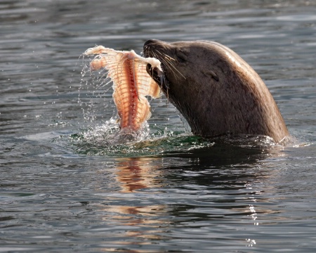 Hungry Sea Lion