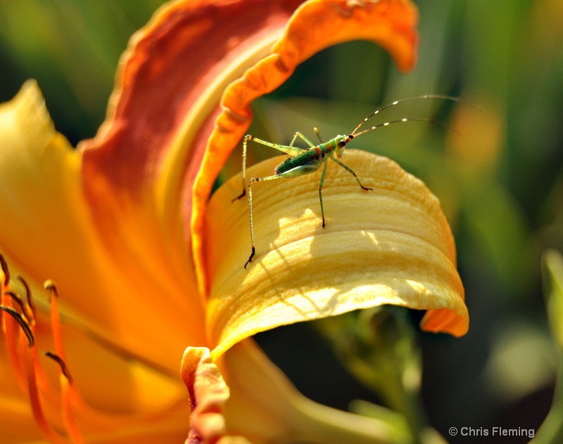 The Lily and the Grasshopper