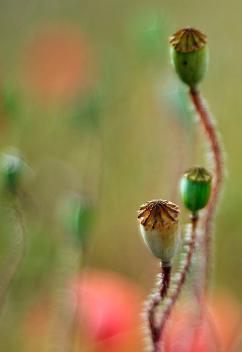 ...poppies...