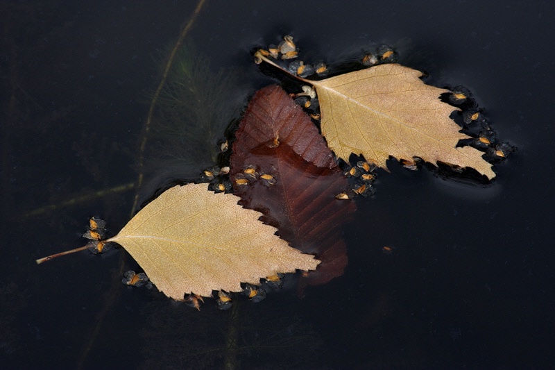 Fallen leaves in the pond #2