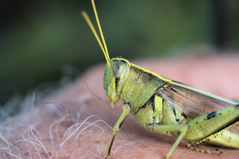 Grasshopper in Hand