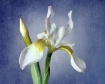White Iris on Blu...