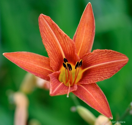 tiger lilly