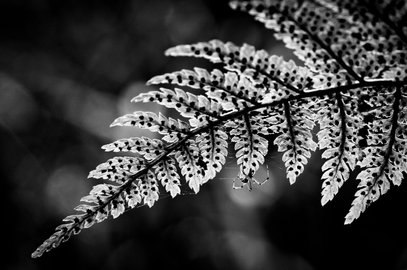 Fern with spider