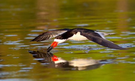 Black Skimmer Low