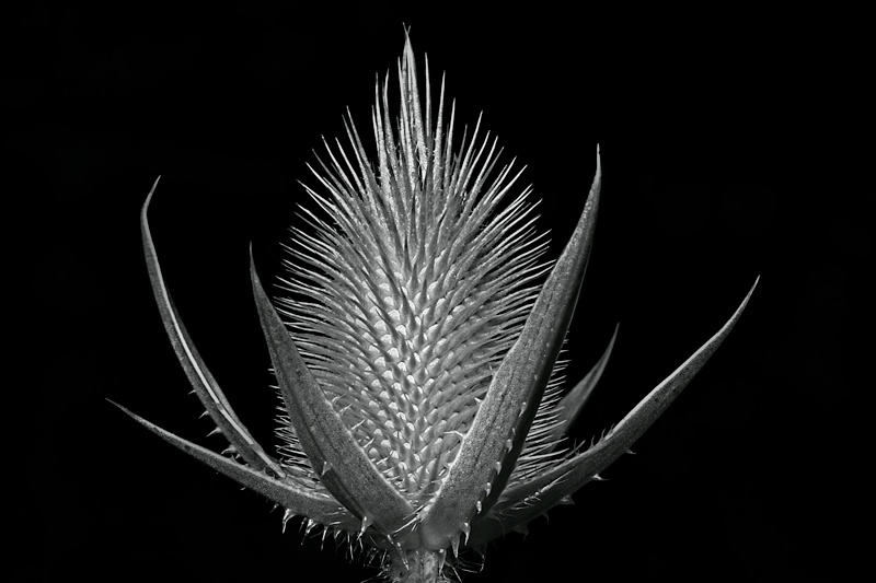 Black and White Thistle
