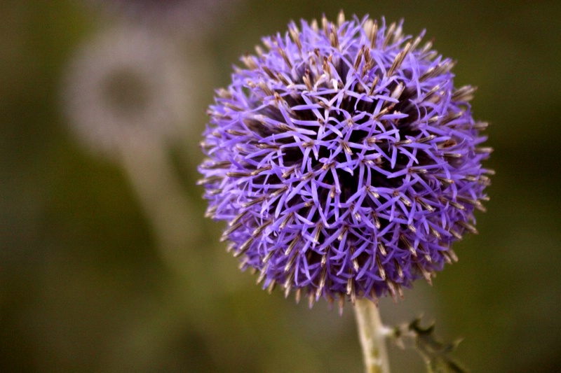 Globe Thistle