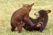 Baby Bears