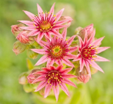 Flowering Cactus