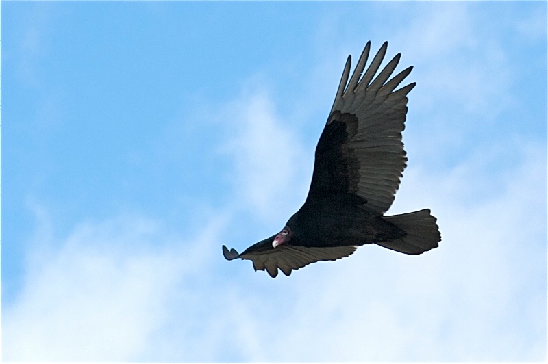 Vulture Desaturated