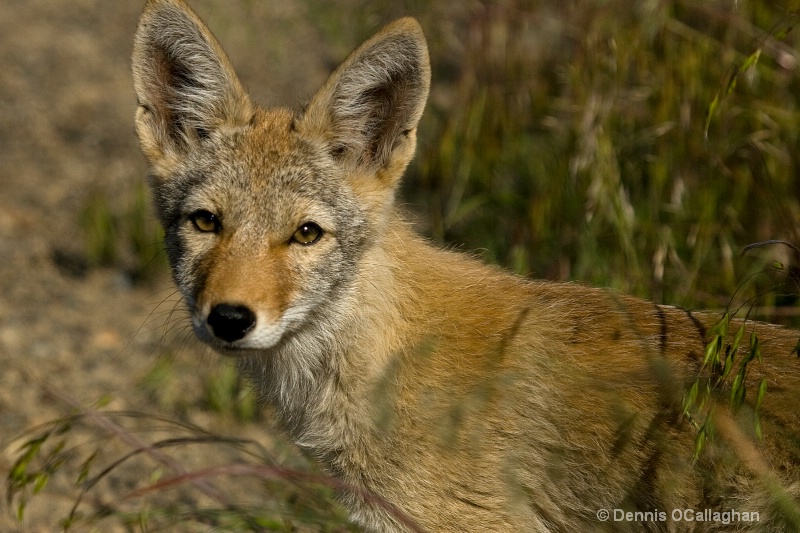 410 coyote pup