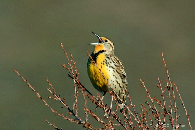 442 the song of the meadowlark