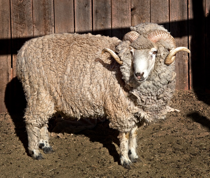 Navajo Sheep - ID: 12008183 © Patricia A. Casey