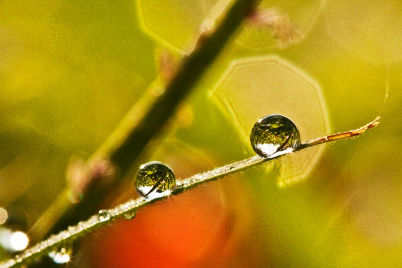 morning dew