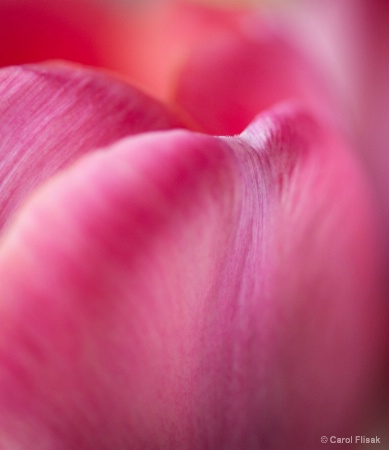 Soft Hearted