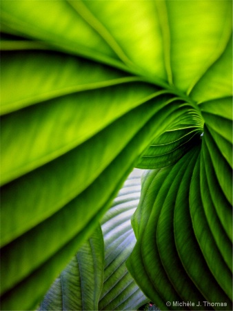 Hosta With Different Degrees of Shade ! 