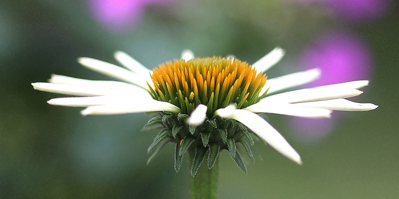 coneflower detail