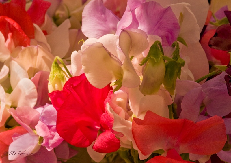 Sweet Peas