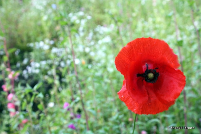 Wild poppies