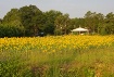 Field of Sunshine