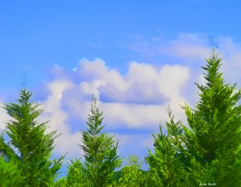 White Clouds over the Treetops