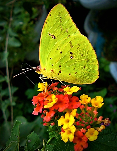 Yellow Sulpher Butterfly