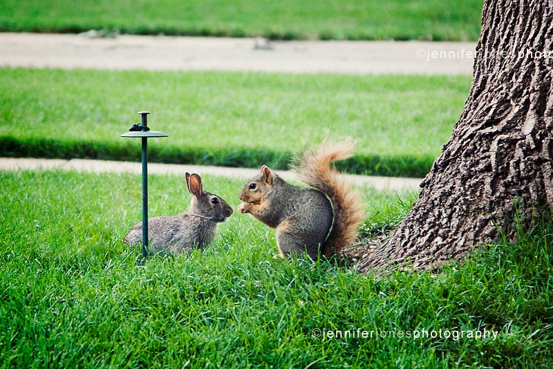 Backyard Gossip