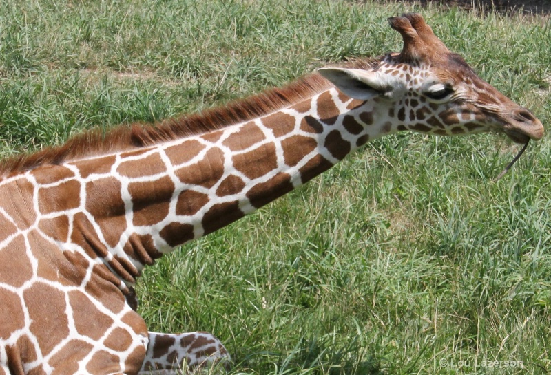 Baby Giraff  Chewing
