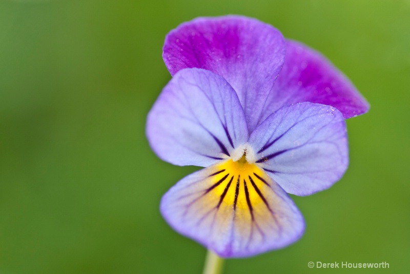 'Johnny Jump Up' Pansy