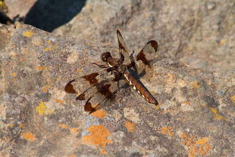 Dragonfly Sunbathing