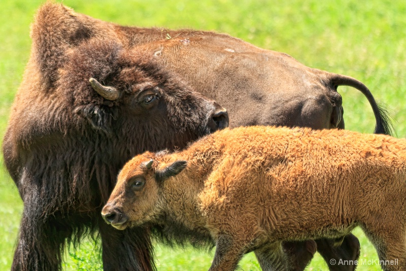 Bison mother and calf