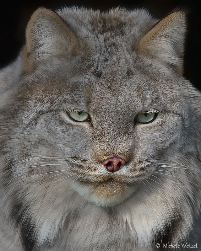 Portrait of a Canadian Lynx