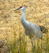 Sand Hill Crane