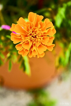 Orange