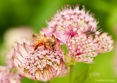 Pollen Gathering