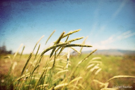 Amber Waves of Grain