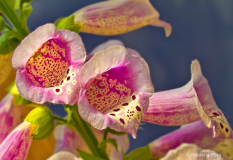 Foxgloves