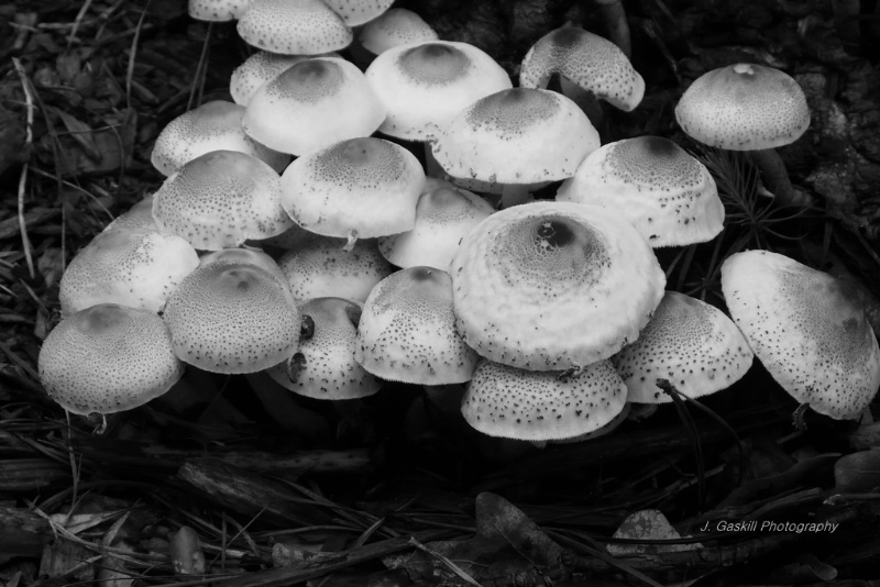 Bumper Crop of Mushrooms