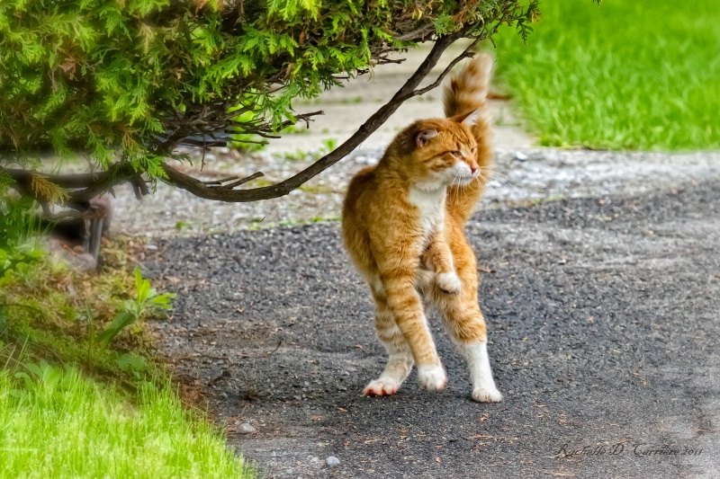 Breakdancing Cat