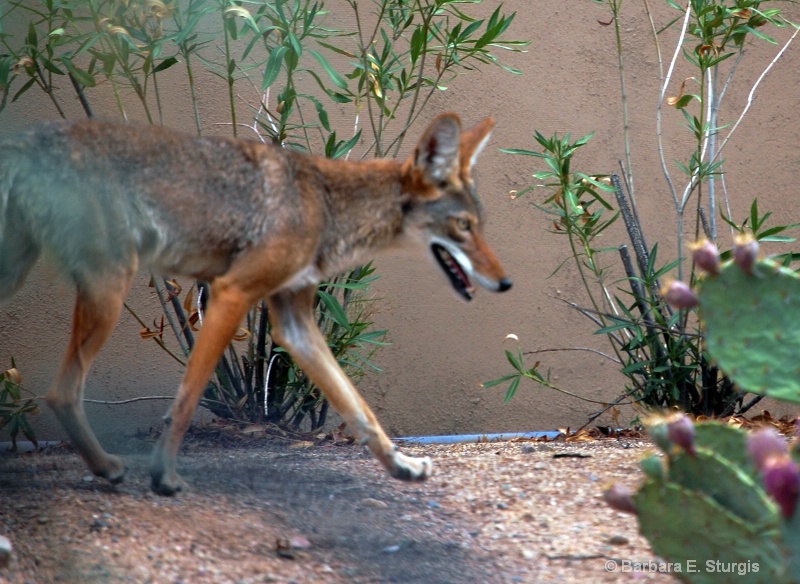 Backyard Visitor