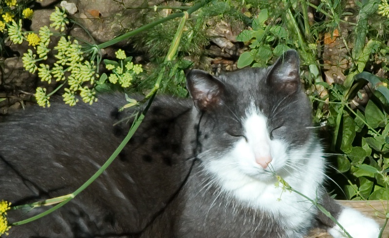 Herbal Cat