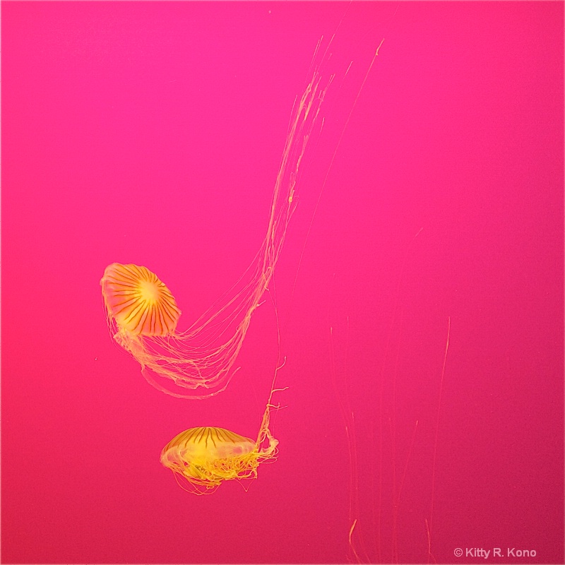 jellies two