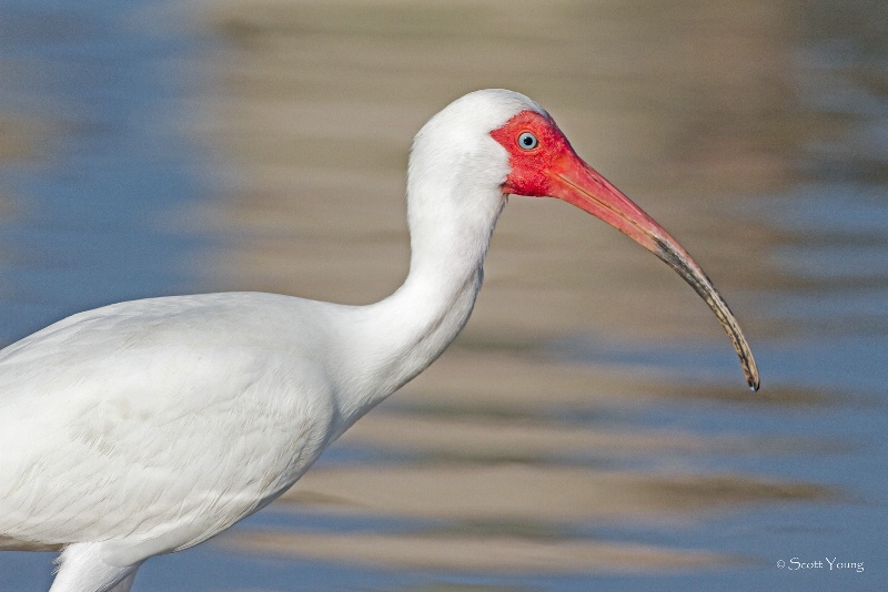 White Ibis; Fort DeSoto, FL - ID: 12025025 © Richard S. Young