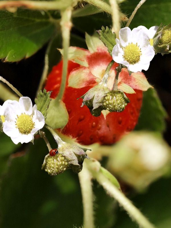 The Promise Of Strawberry