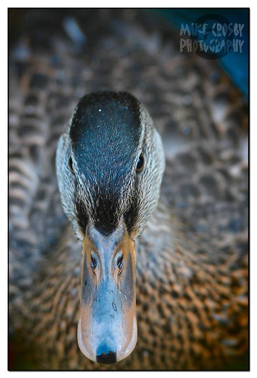 Mallard 