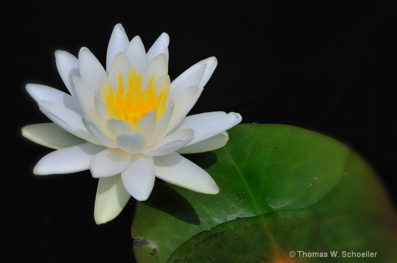 "The White Pond Lily"
