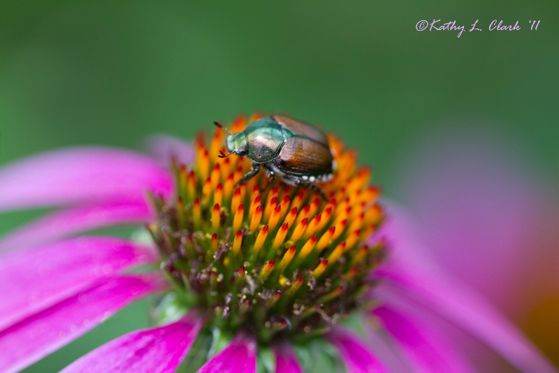 Natures Paintbrush