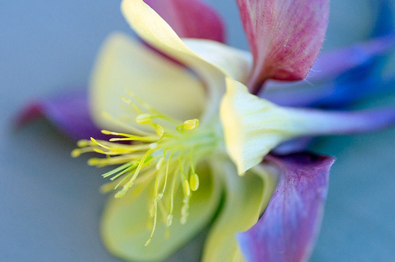 Blue Columbine