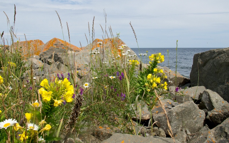 Shoreline Wildflowers